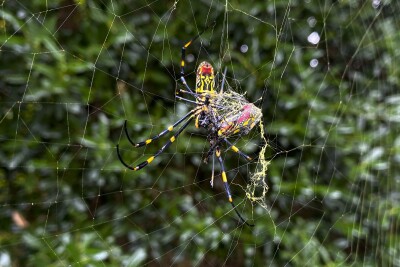 The Joro spider, a large spider native to East Asia, is seen in Johns Creek, Ga.