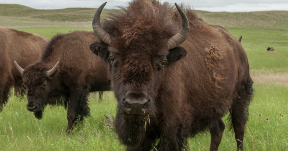 Native American ranchers can now build herds thanks to a tribal nonprofit that provides significant help