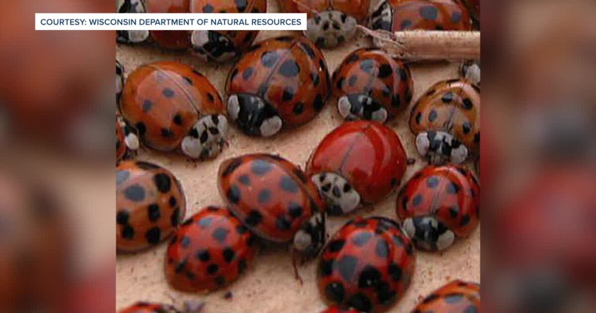They look like ladybugs but actually are multicolored Asian lady beetles