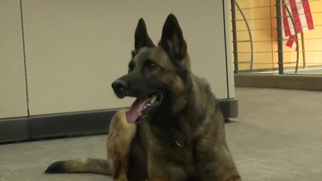 K9 Officer Stretch.jpg