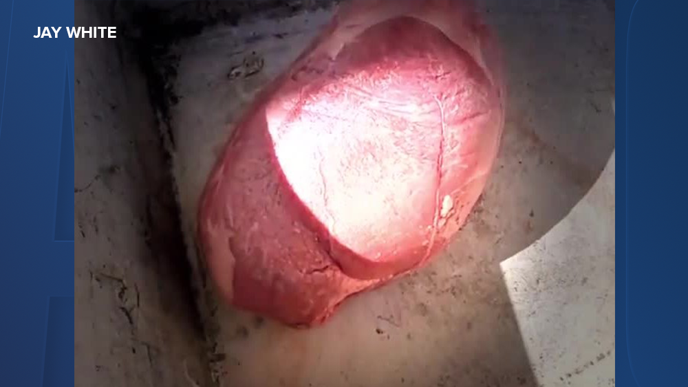 raw-meat-sink-story-courtesy-jay-white.png