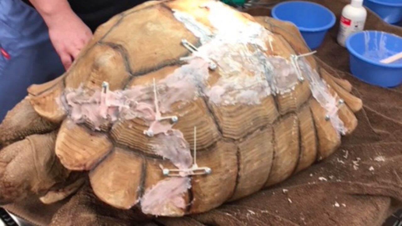 Tortoise with broken shell recovering after surgery