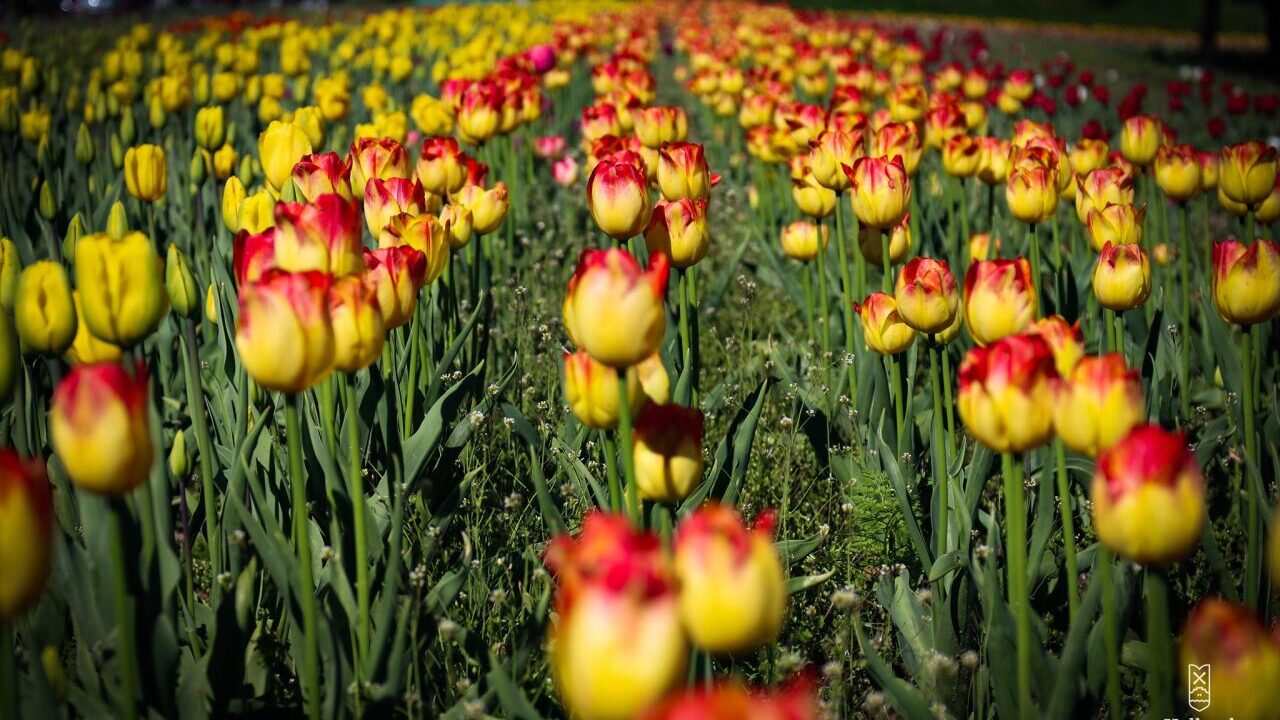 When is the Holland Michigan Tulip Festival? A Must-Know Guide for Flower Enthusiasts Festival 2026 Holland Michigan Tulip Festival Venue - Colorful Tulip Gardens 2022