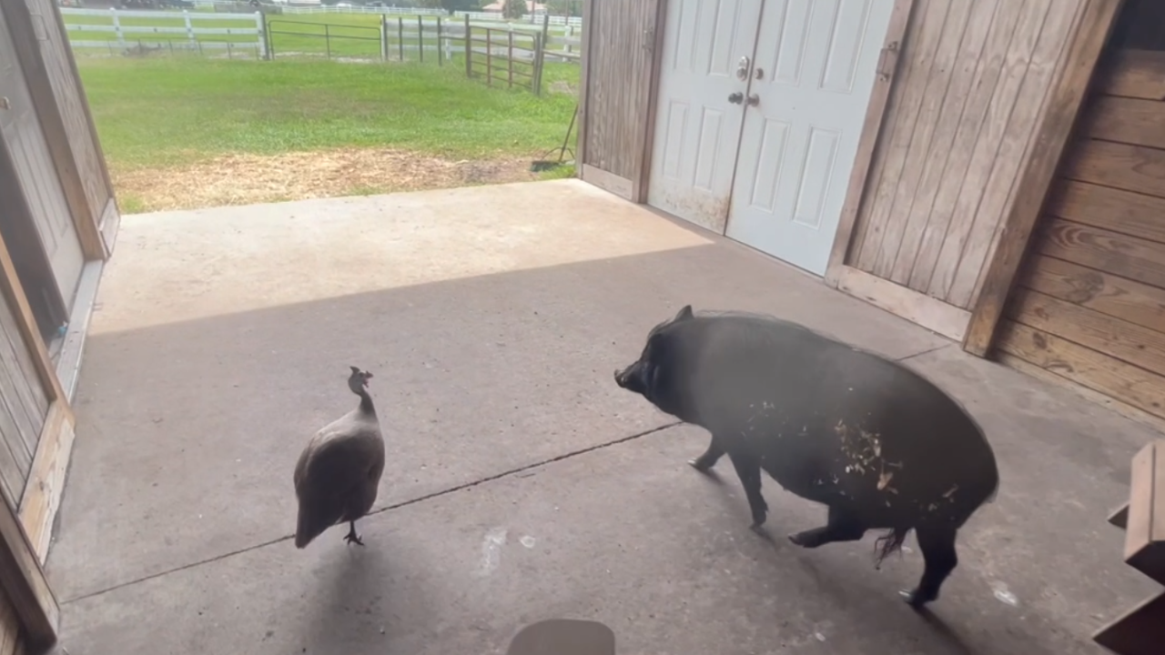 Pig finds unlikely protectors in hen and fellow rescue animals