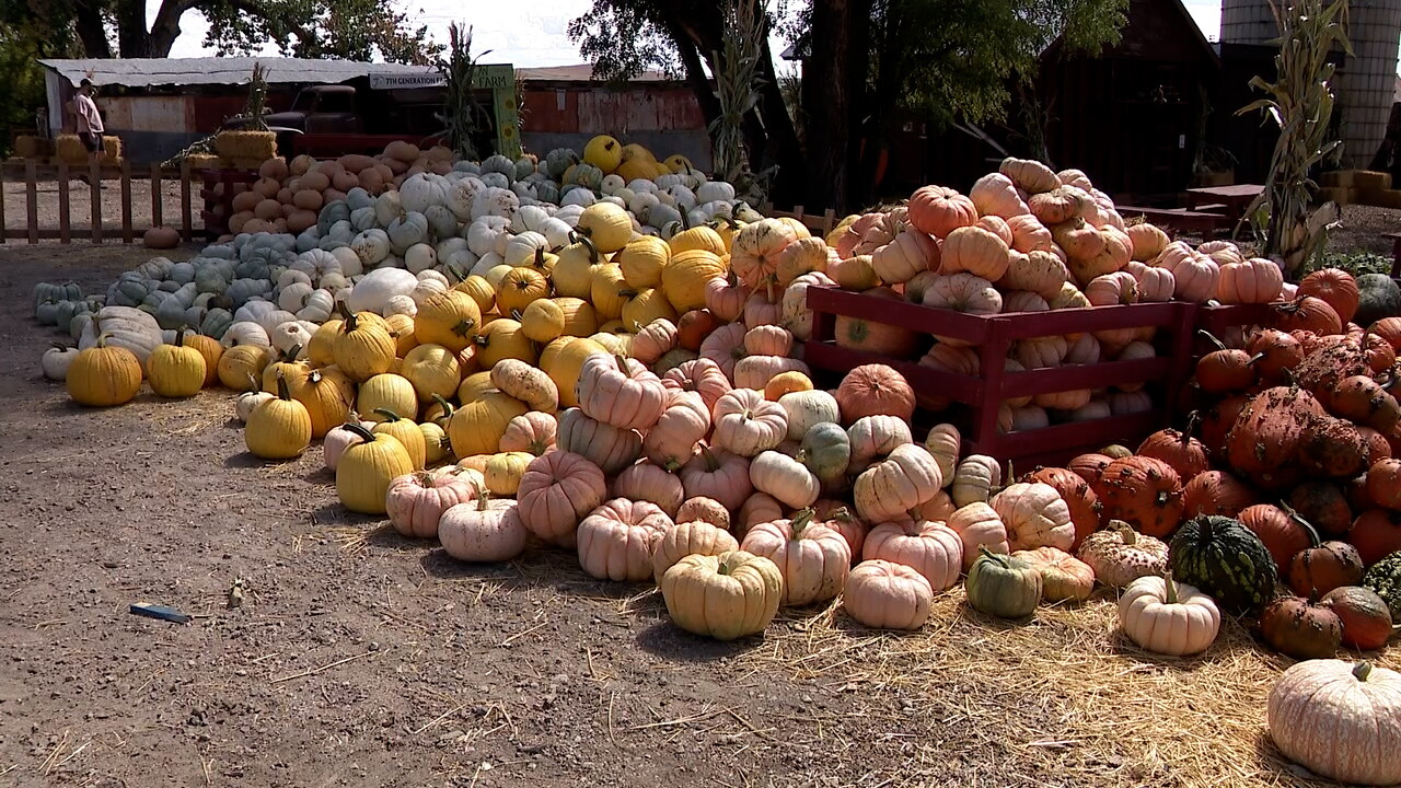 pumpkins at the farm.jpg