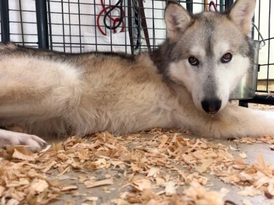 WOLFDOG RESCUE