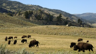 Yellowstone 
