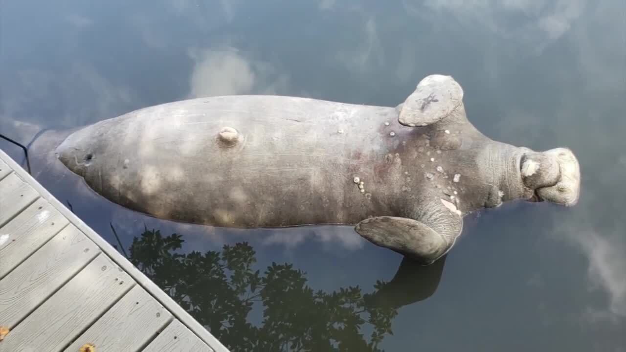 dead manatee in Indian River Lagoon