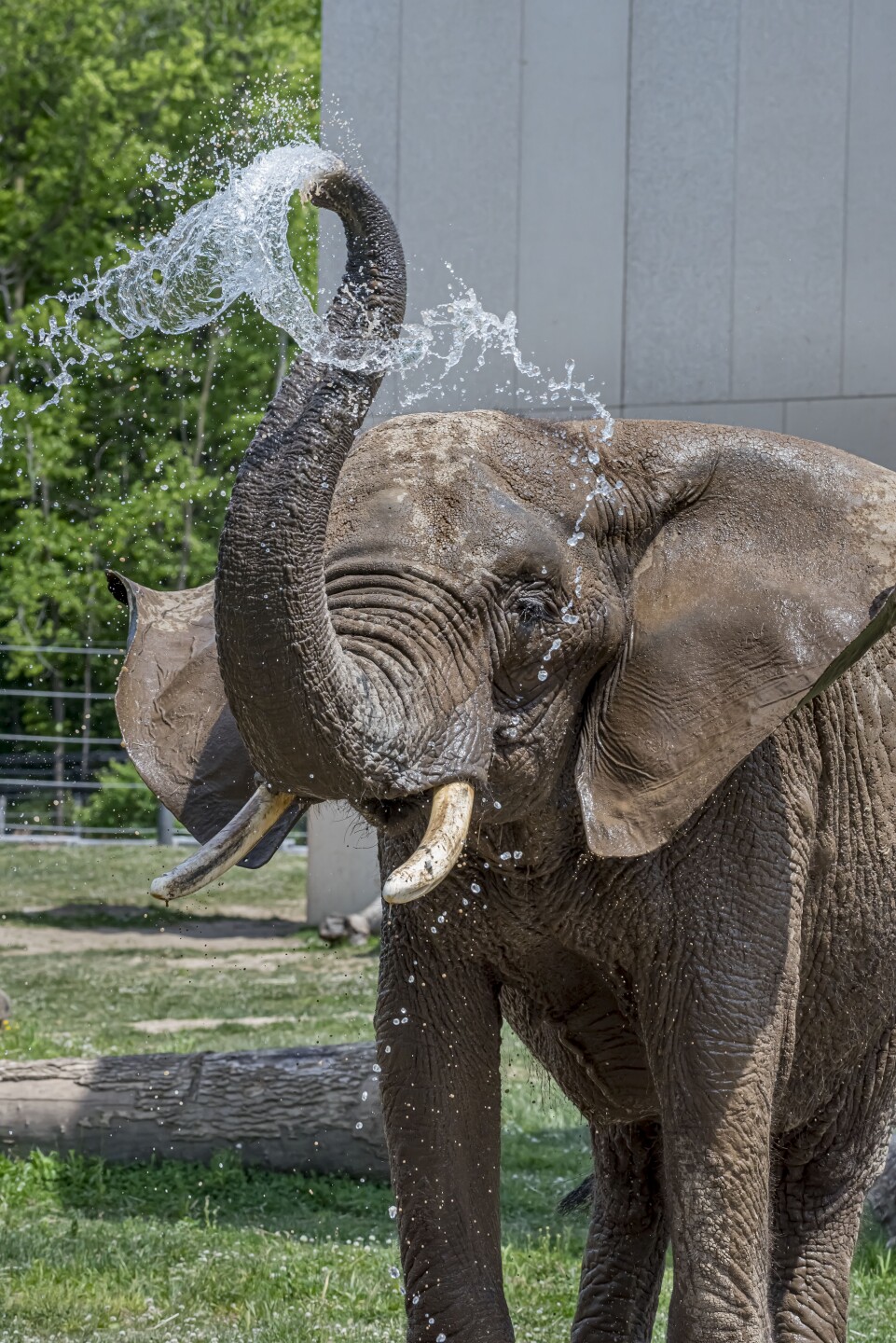 Elephant Brittany 06-2021-0110471 E.jpg