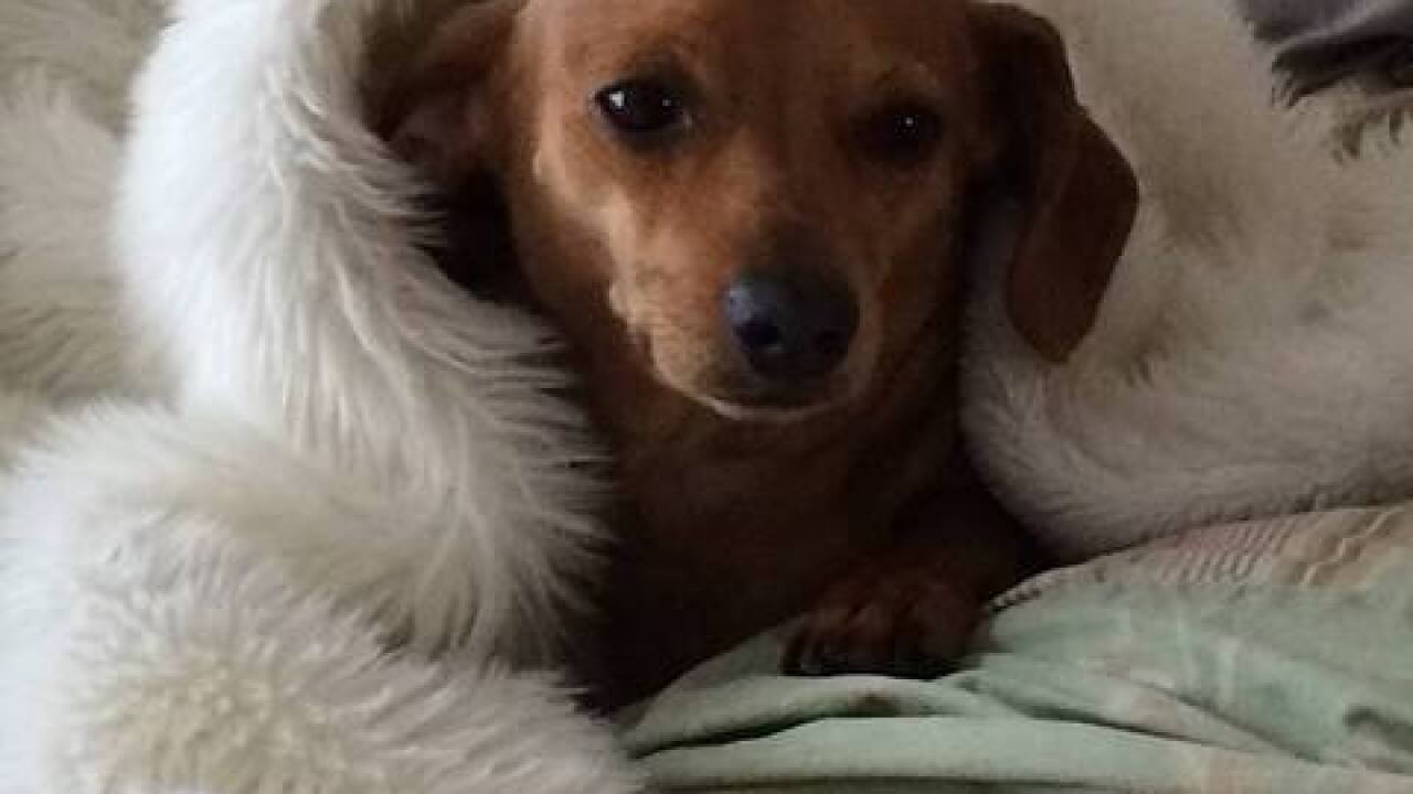 National Puppy Day: Your cute puppy photos