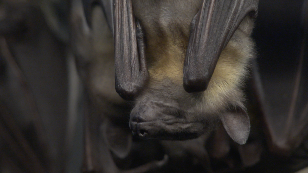 Michigan Rabies Bat tests positive for rabies in Ottawa County; 17th case in Michigan ...
