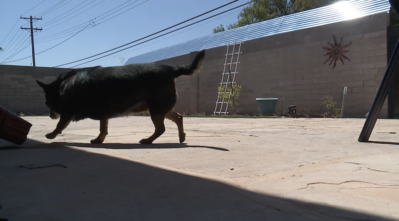 Trudi walking in backyard