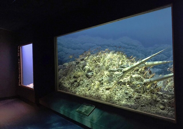 Current Reef Exhibit - Milwaukee Public Museum.jpg