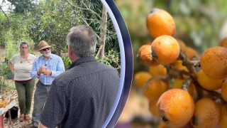 loquats.png