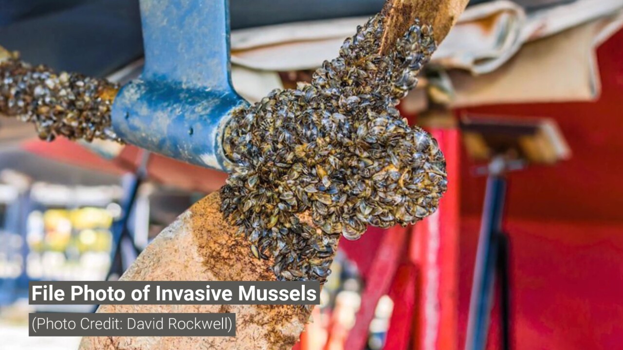 File Photo of Invasive Mussels (Photo Credit: David Rockwell)