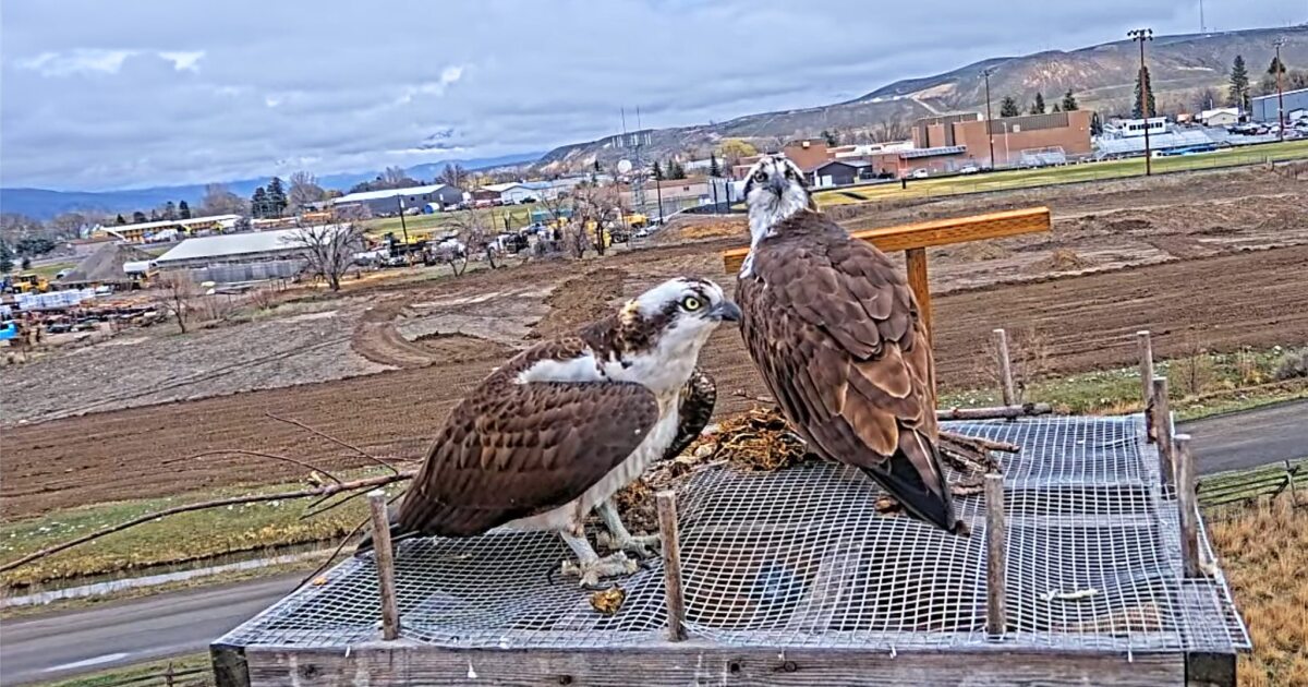 WATCH LIVE: Idaho Fish & Game now streaming Osprey nest in Salmon