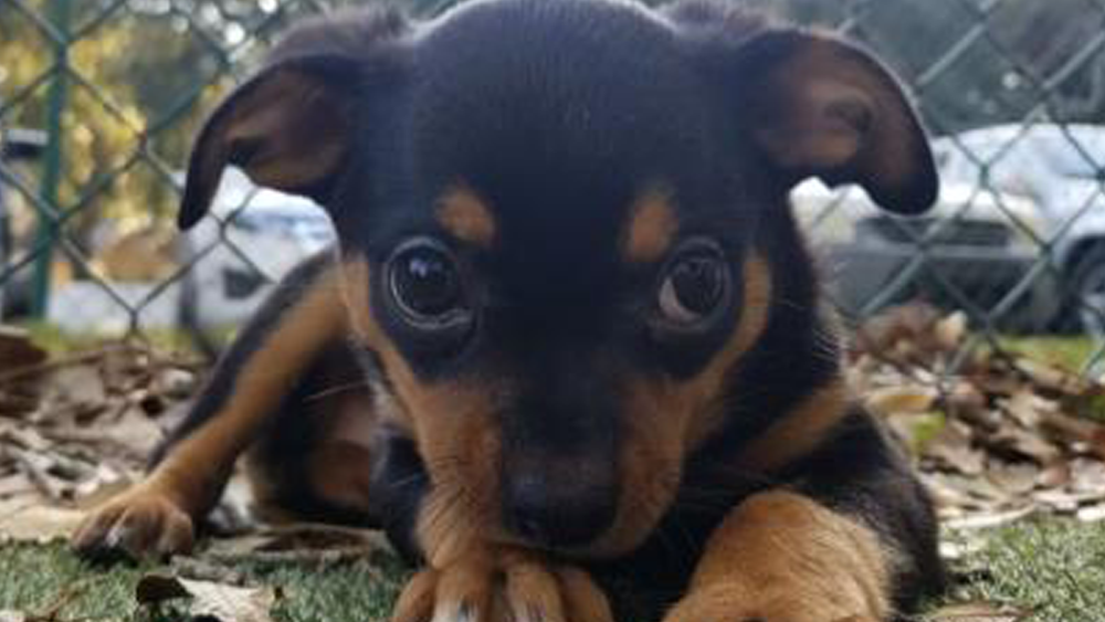 Denis Phillips Found His Forever Home But Jim Cantore And Al