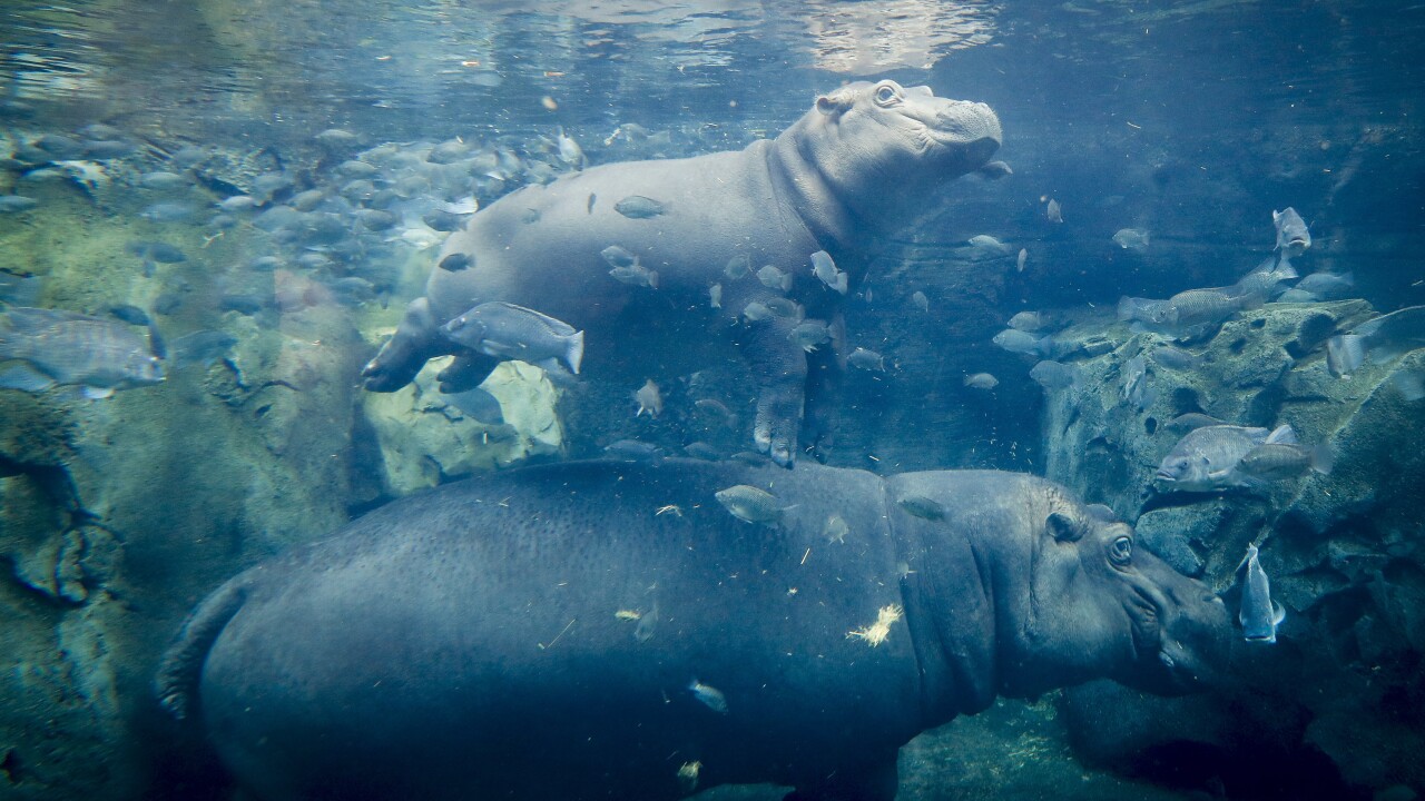 Fiona The Hippo Celebrates Mother S Day At Cincinnati Zoo