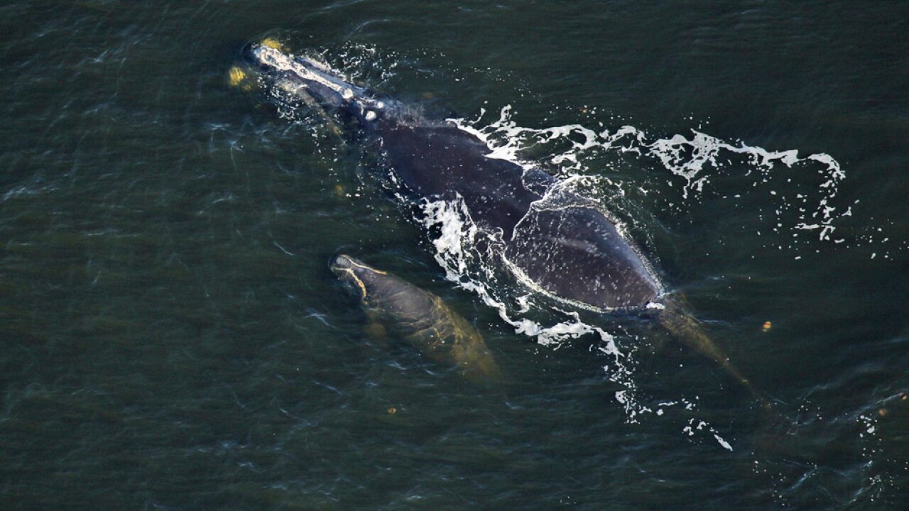 3 Right Whale Calves Spotted In Florida S Atlantic Waters