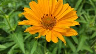 Summer weather yellow flowers sunny