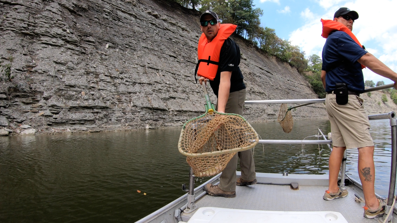 Invasive fish species are a problem in northeast Ohio waters