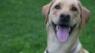 Dog-friendly work policies popular among employees