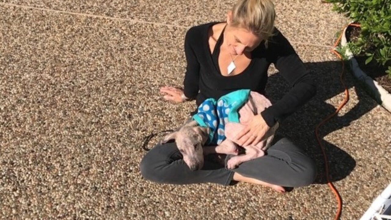 Rescue pup goes from meek to mighty