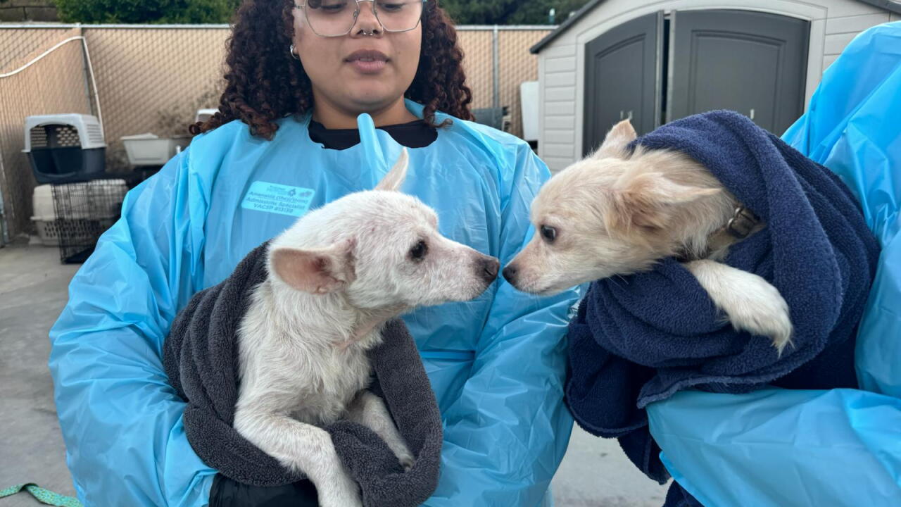 Http Rescued 13 pets rescued from abandoned Vista apartment in multi-day operation
