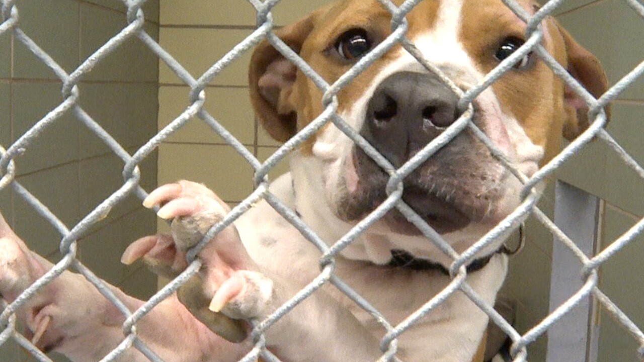 DOG-CAT-ANIMALS-ANIMAL SHELTERS (1).jpg