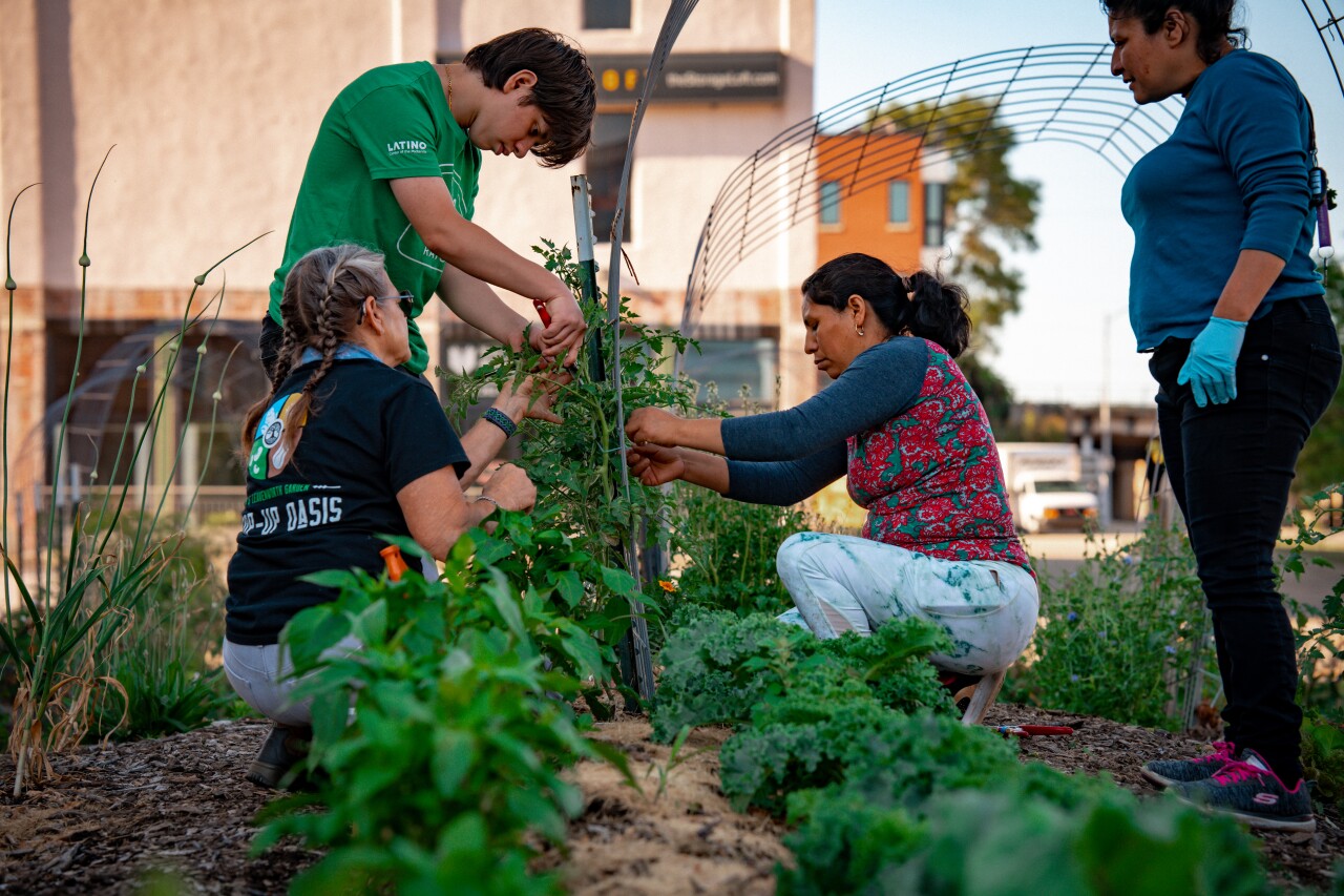 Urban Garden Photo