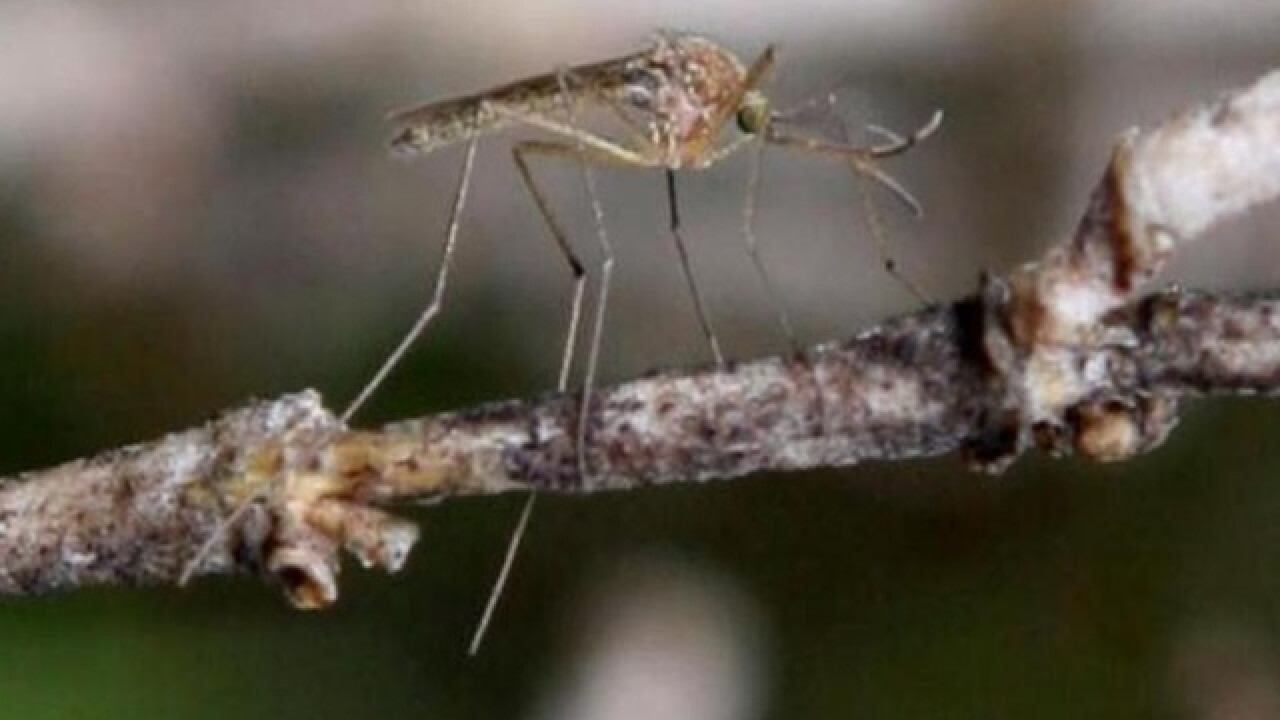 AZ monsoon rains may breed insect-borne diseases