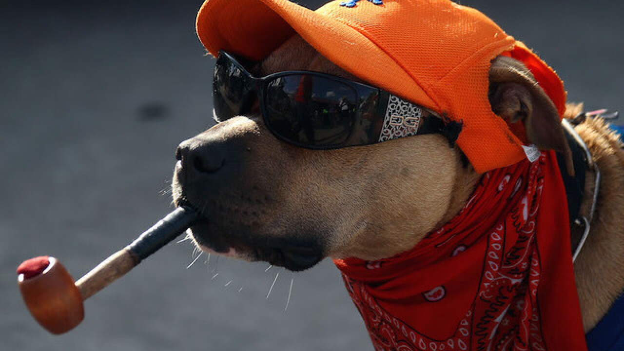 Halloween: 9 funny pet costumes from Pinterest