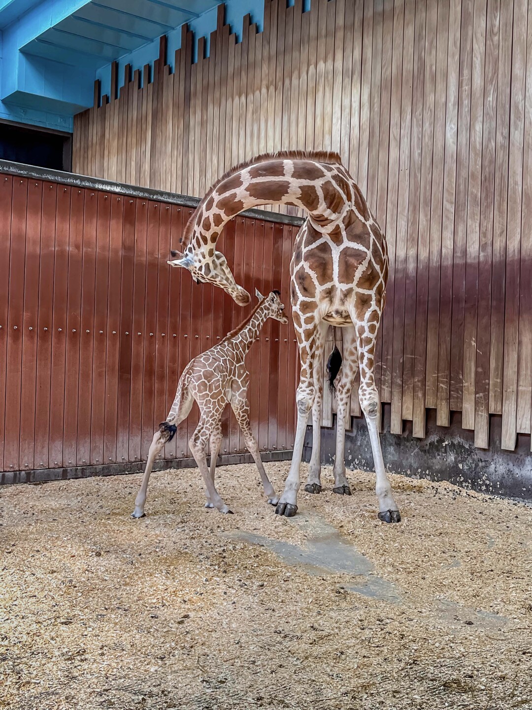 Giraffe Marlee's Baby 05-2022-IMG_1912 E.jpg