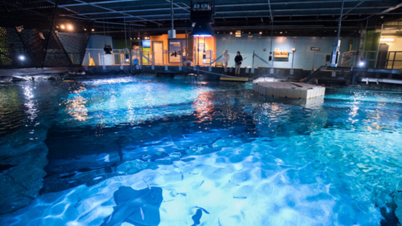 Kid Friendly Hotels Near Newport Aquarium - ?url=https:%2F%2FmeDiaassets.wcpo.com%2Fphoto%2F2018%2F01%2F03%2FWCPO Sharks Waiting FooD 1515003302219 75335513 Ver1.0 640 480 Kid Friendly Hotels Near Newport Aquarium - ?url=https:%2F%2FmeDiaassets.wcpo.com%2Fphoto%2F2018%2F01%2F03%2FWCPO Sharks Waiting FooD 1515003302219 75335513 Ver1.0 640 480