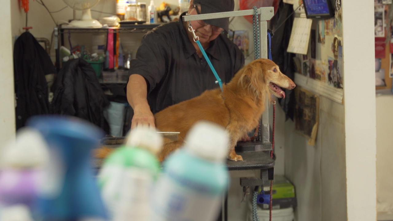 Wesco dog grooming.png