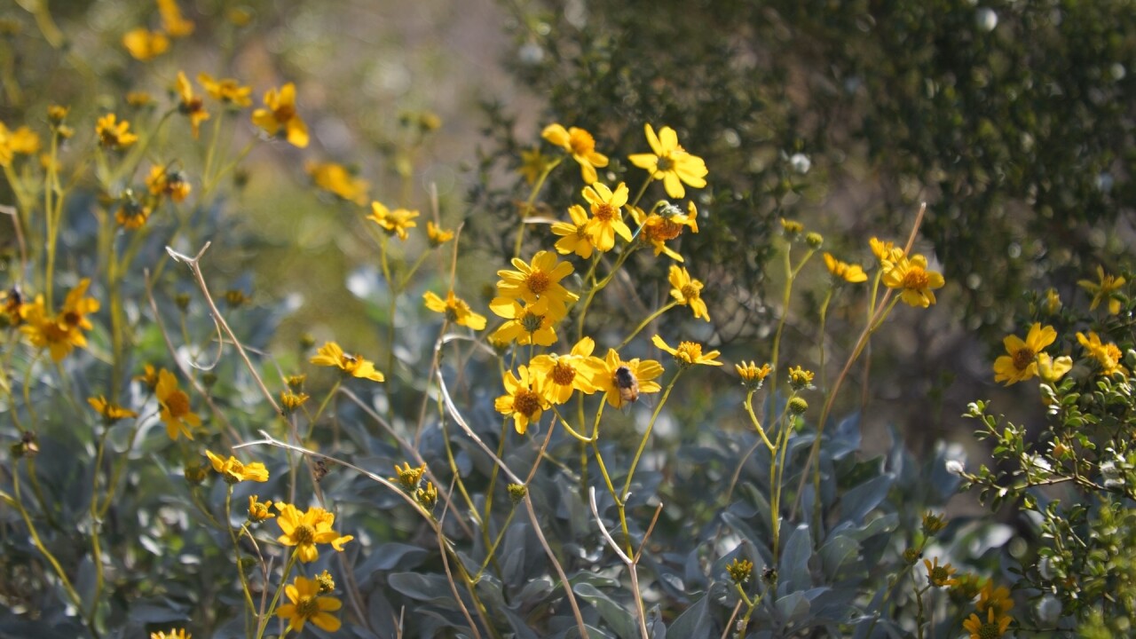 Wildflowers at Picacho Peak State Park.jpeg