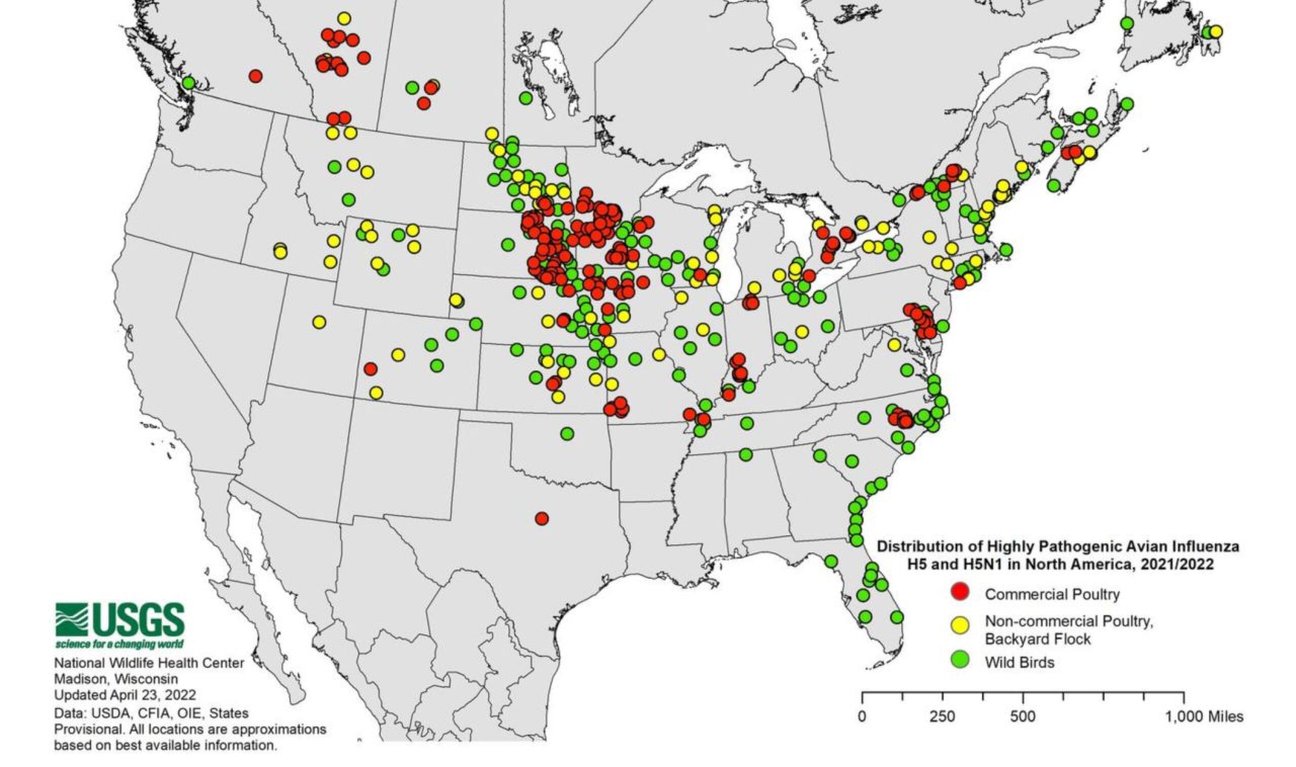 Avian Influenza continues to spread in Montana