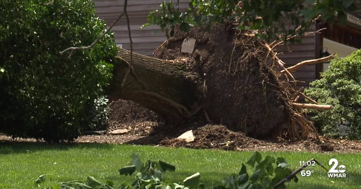 Fallen Tree Map Licensed tree expert shares advice for fallen trees after a storm