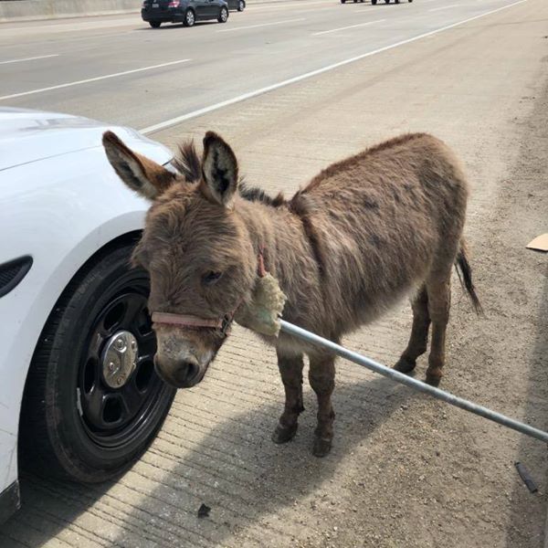 KNXV Donkey on I-90 Cook County IL.jpg