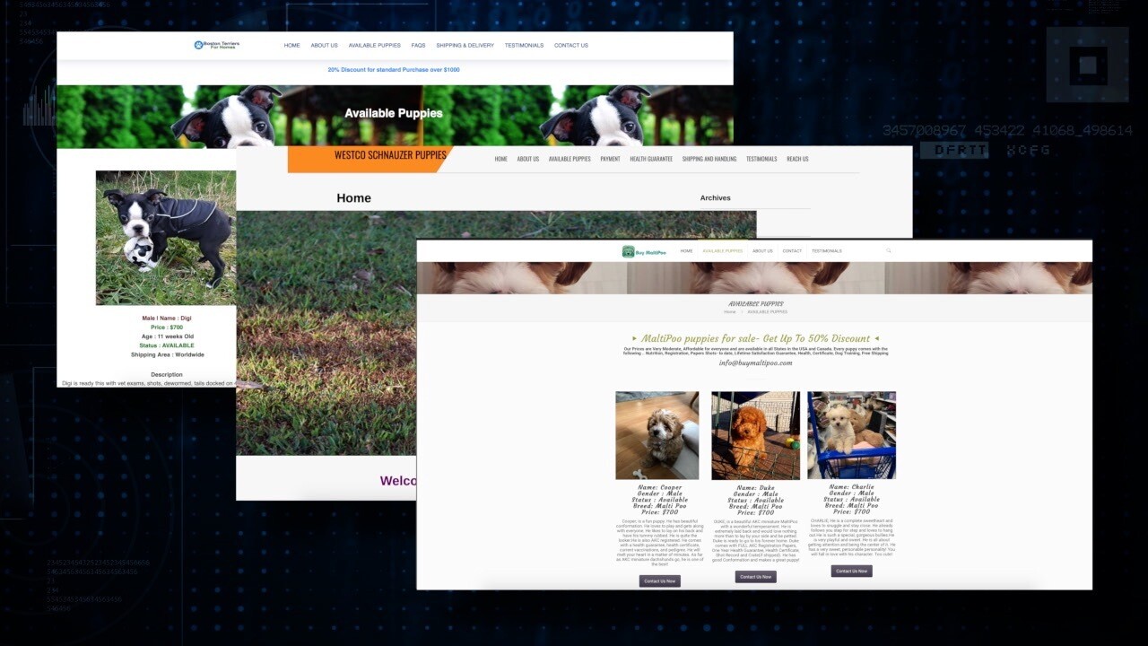 Fake-websites-selling-designer-dogs-000.jpg
