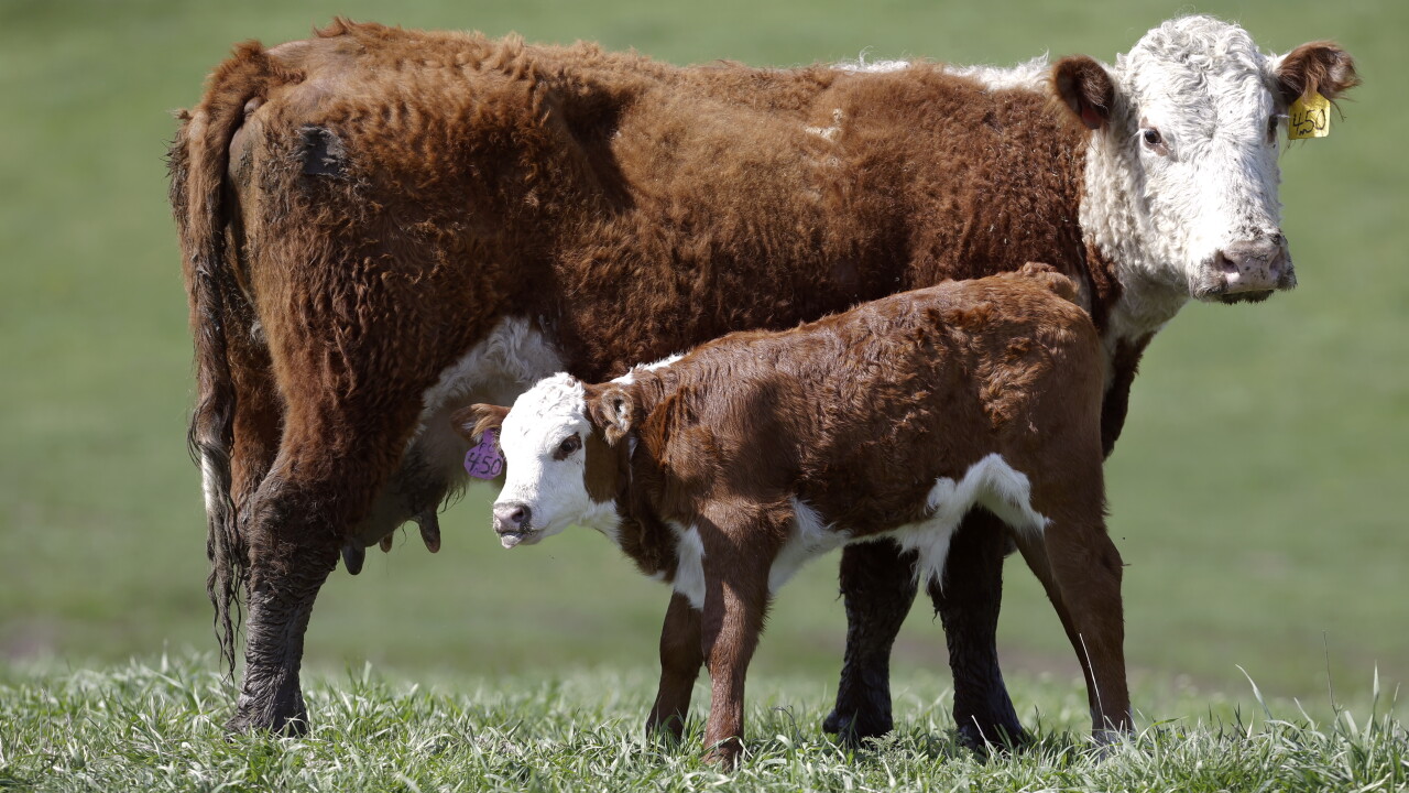Dairy Cow