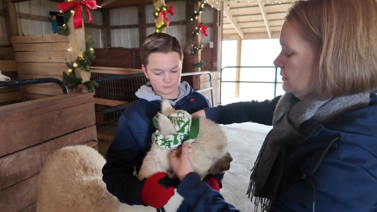 alpaca3.jpg