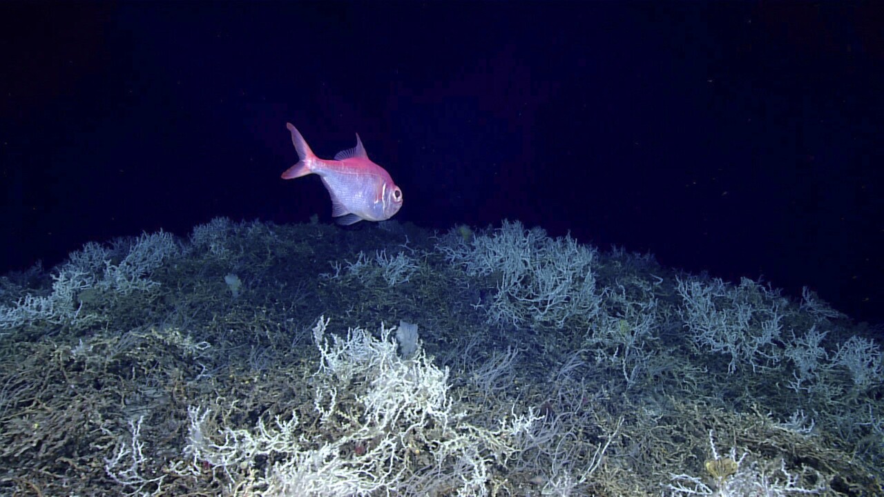 Deep Coral Reef