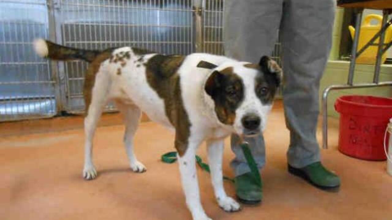 PHOTOS: 20 dogs up for adoption now at IACC