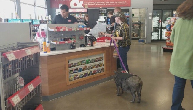 Pig at Kum and Go
