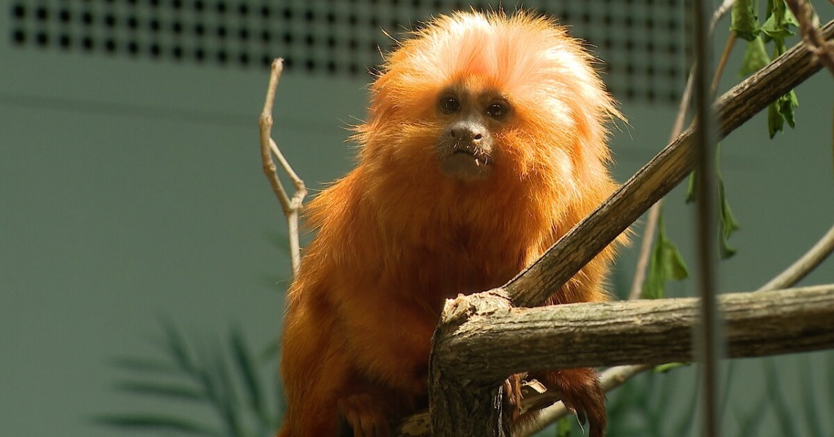 Local News Monkeys, axolotls and roaring dinosaurs at the Akron Zoo this weekend Tessa DiTirro