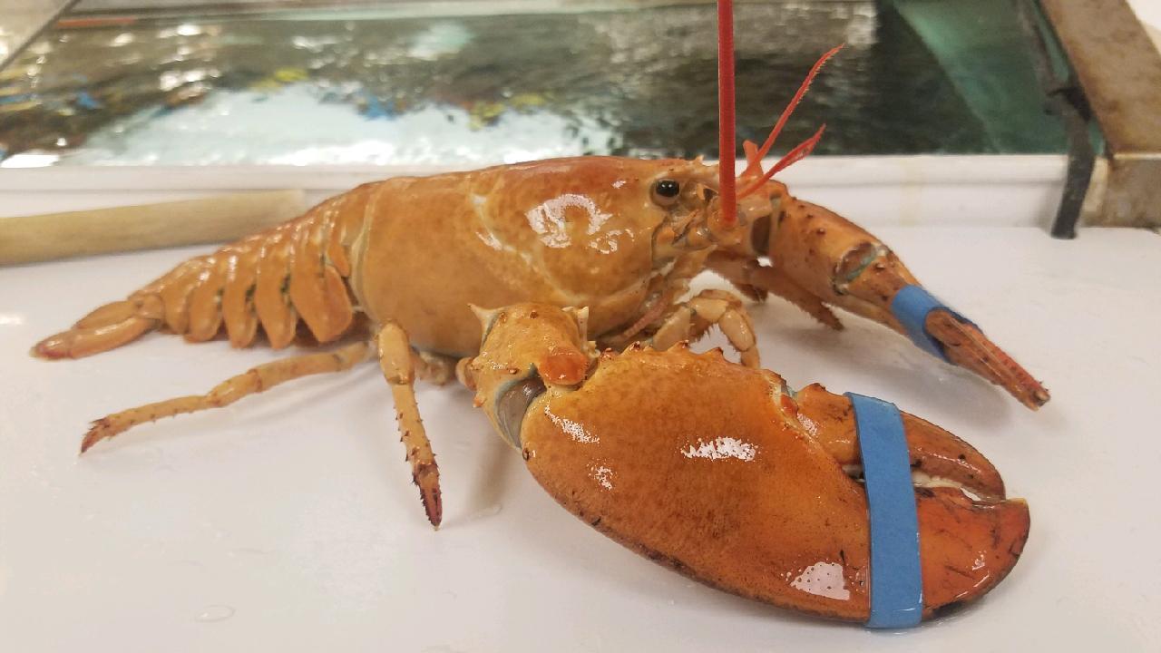Are Lobsters On Sale At Stop And Shop Shop Poin