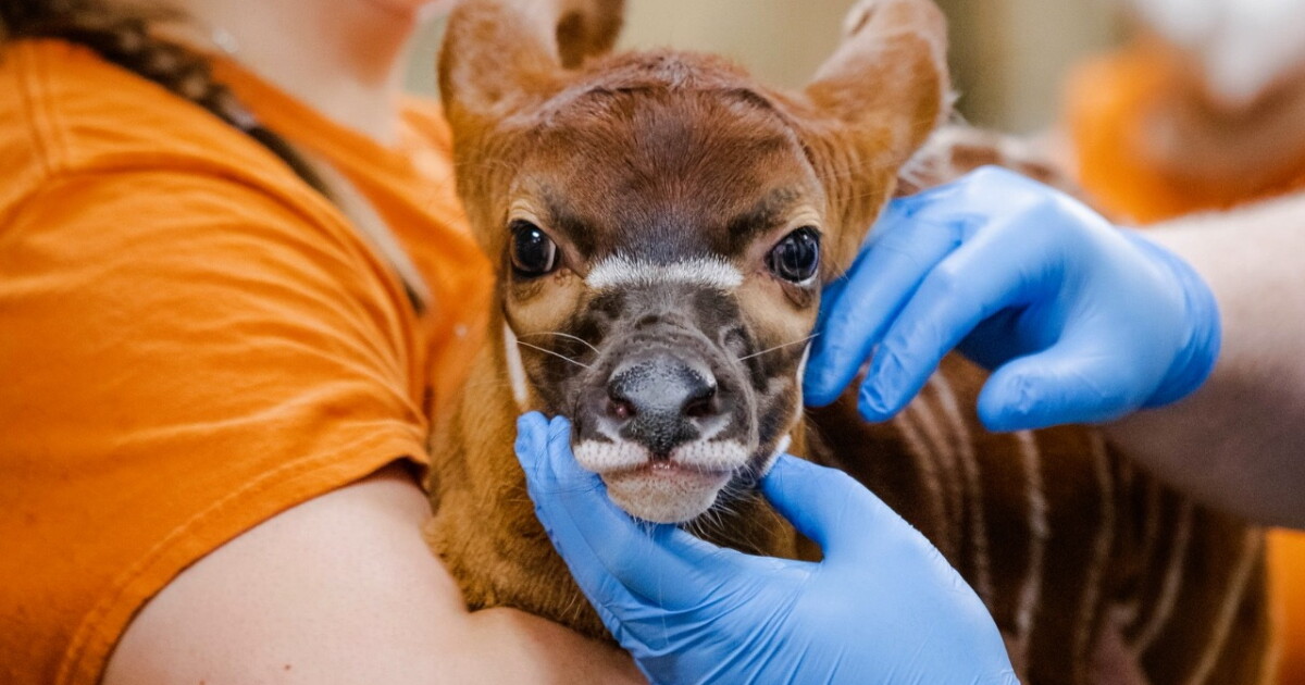 John Ball Zoo announces birth of eastern mountain bongo - Vimarsana News