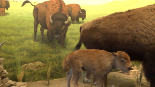 First Peoples Buffalo Jump State Park