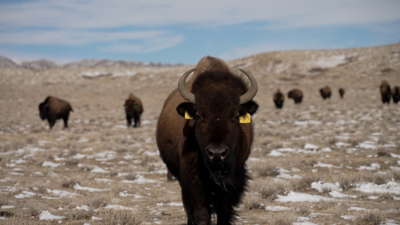 bison in noco.jpg
